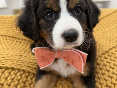 EASTER SALE - Mini Bernedoodles