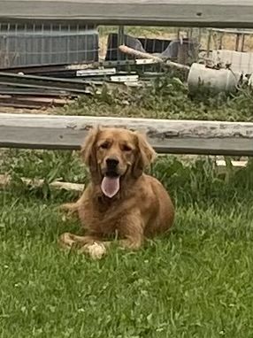 Purebred Golden Retriever 