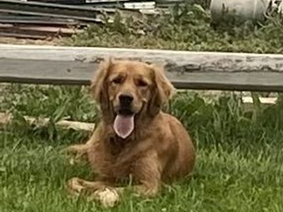 Purebred Golden Retriever