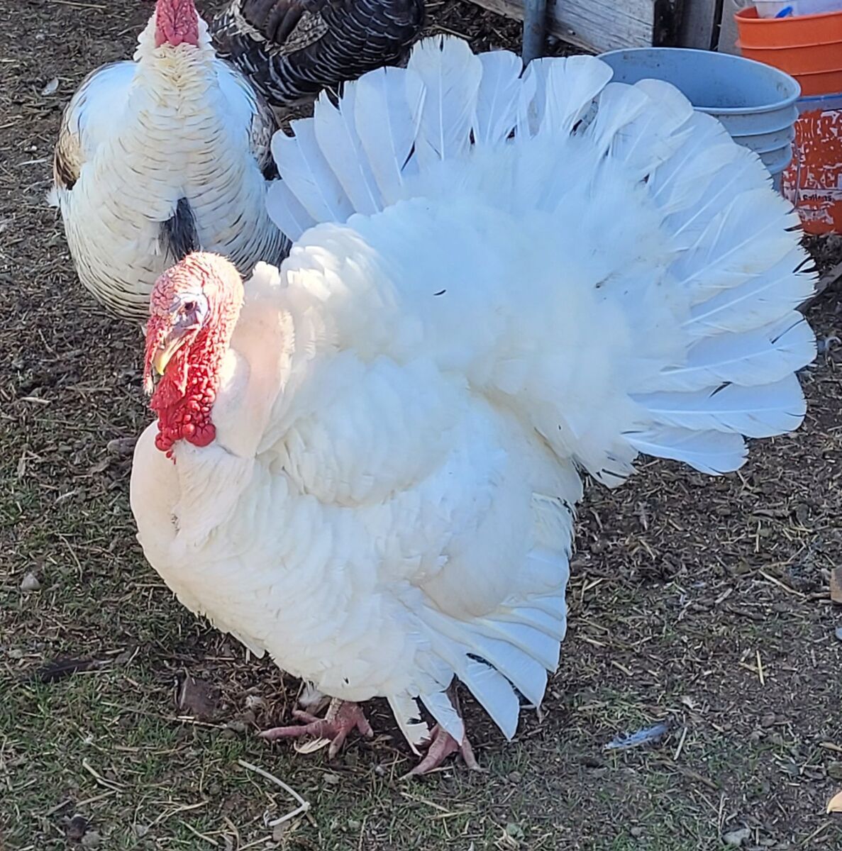 Tom Turkey