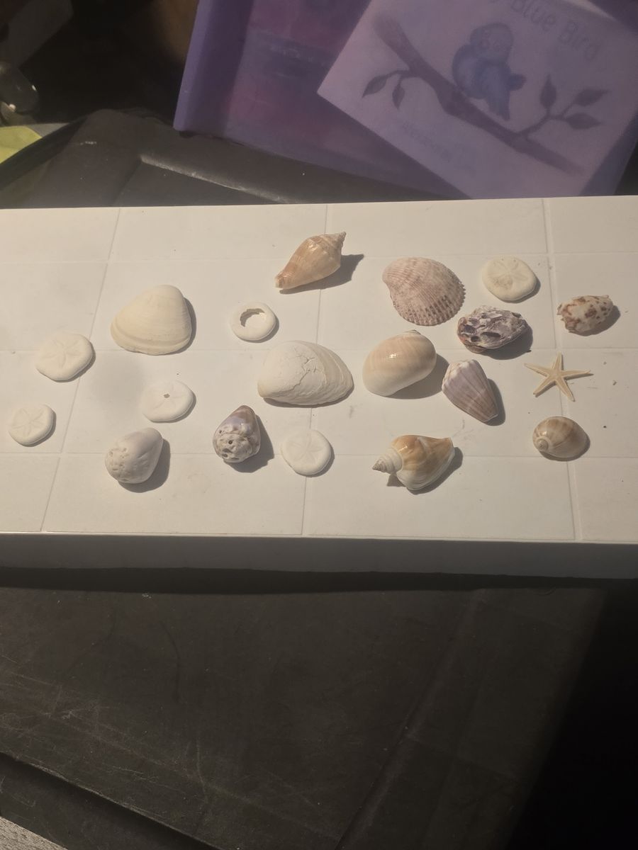 Real Sea Shells Sand Dollars  Starfish small Decor / Crafts