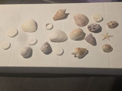 Real Sea Shells Sand Dollars Starfish small Decor / Crafts