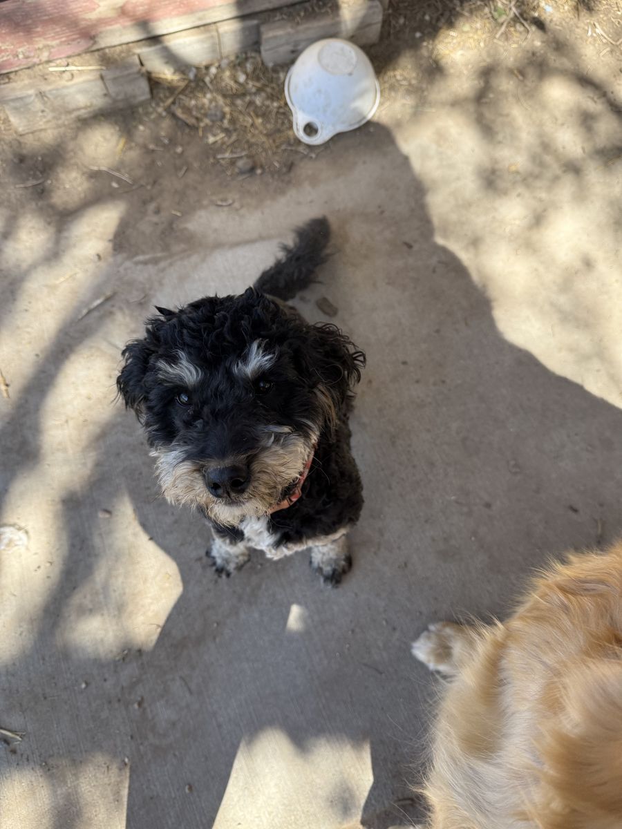 Sweet 1yo female dog