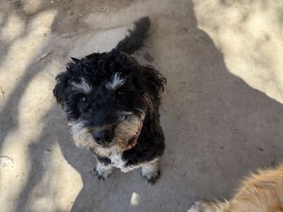 Sweet 1yo female dog