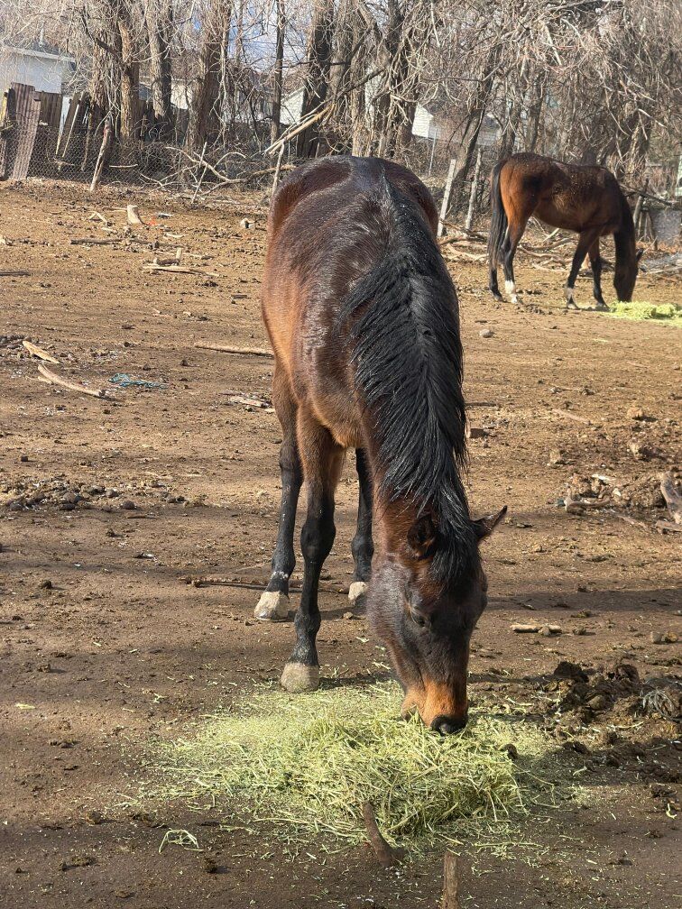 5 year old race mare