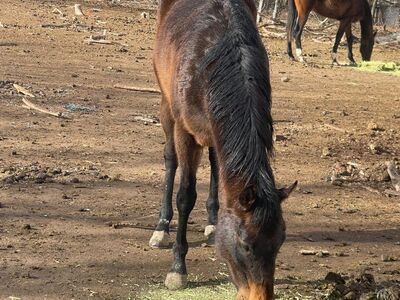 5 year old race mare