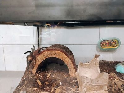 Texas brown Tarantula