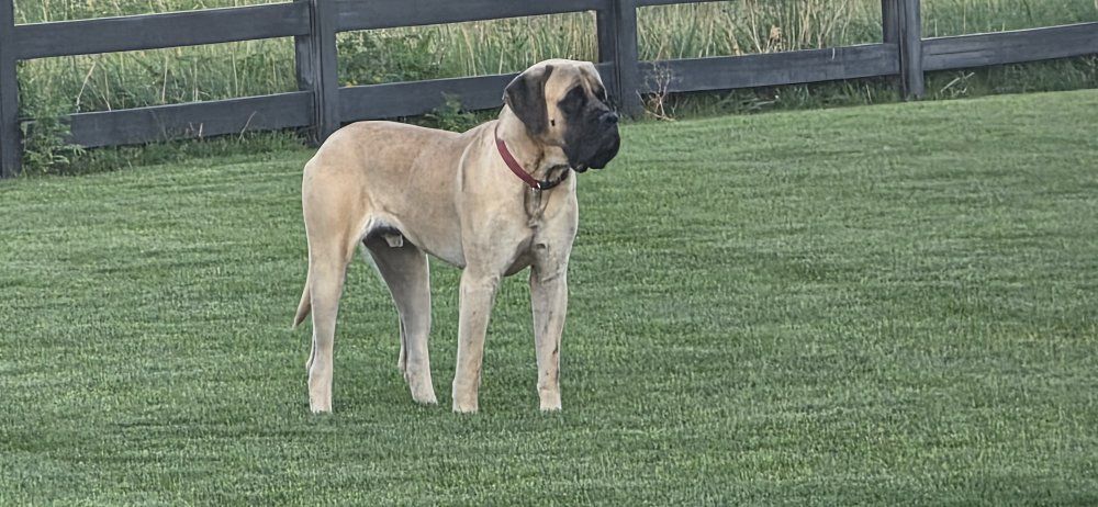 English Mastif Stud AKC