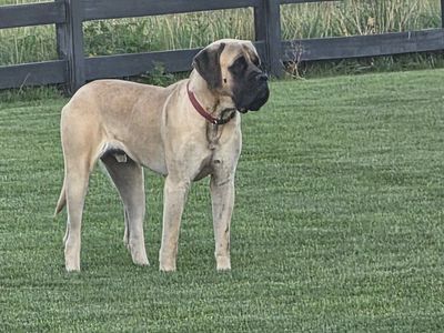 English Mastif Stud AKC