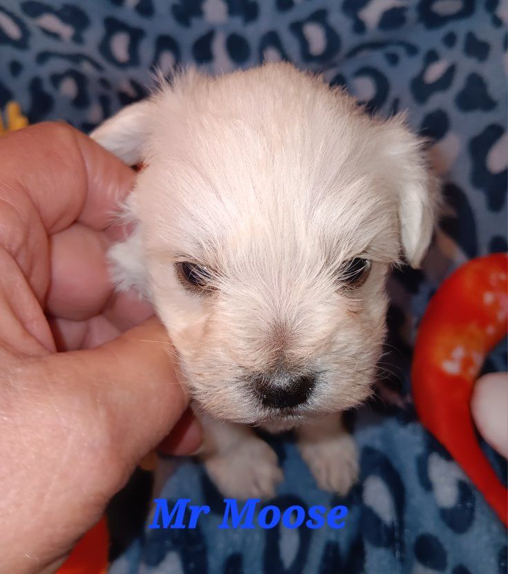 Miniature Schnauzer Mr Moose