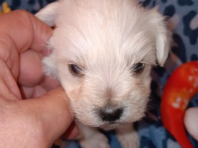 Miniature Schnauzer Mr Moose