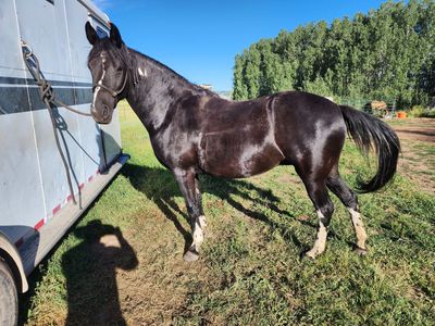 Grade tennessee walker mare