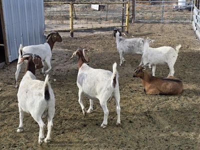 Boer Goat starter herd
