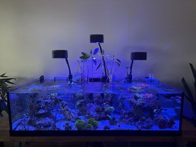 Extra large mangroves