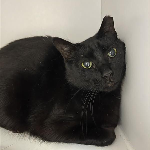 Hello my name is Tate