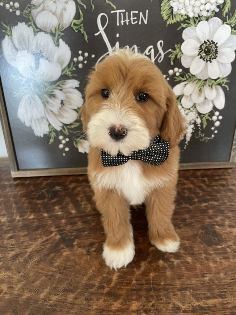 Reduce Price! Mini Goldendoodle Boy! Ready Now