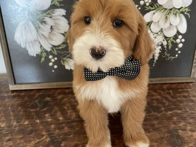 Reduce Price! Mini Goldendoodle Boy! Ready Now