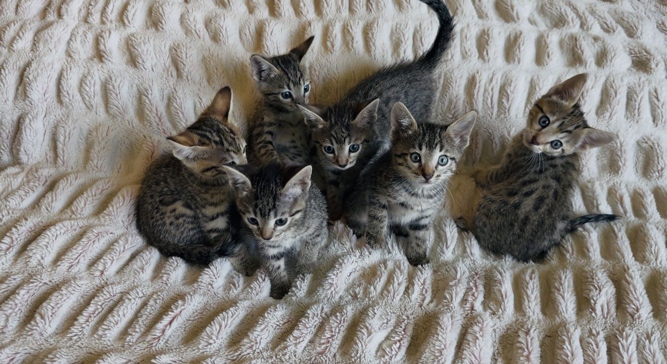 Half Bengal Kittens