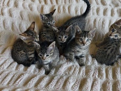 Half Bengal Kittens