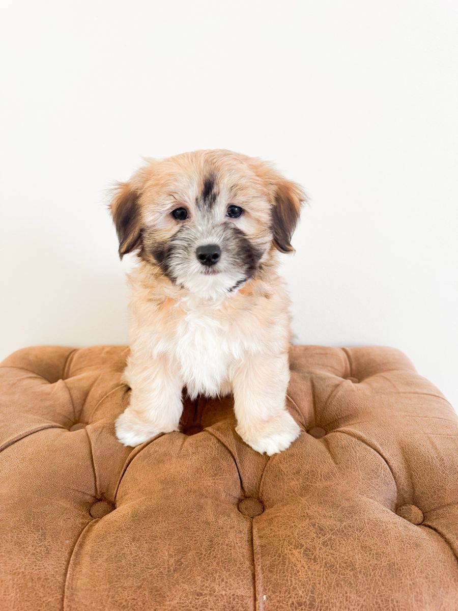 Maltese Mix - Hypoallergenic Maltipoo Toy Poodle Bichon Havanese, ESA Temperament, Service Dog, Lap Dog, Velcro Dog, Trained
