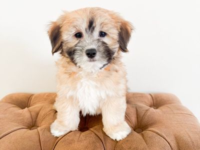Maltese Mix - Hypoallergenic Maltipoo Toy Poodle Bichon Havanese, ESA Temperament, Service Dog, Lap Dog, Velcro Dog, Trained