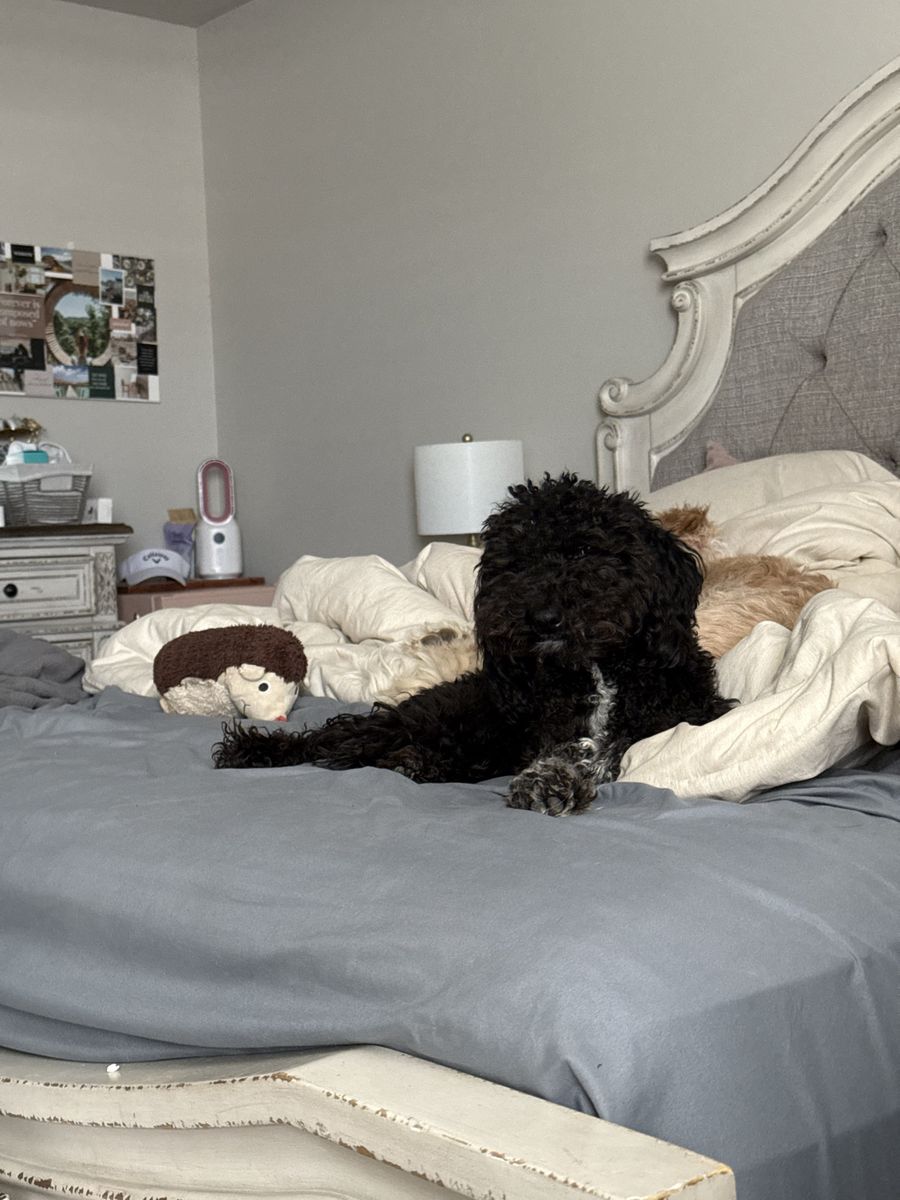 Black and White Labradoodle