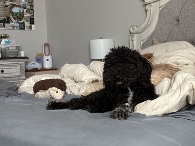 Black and White Labradoodle