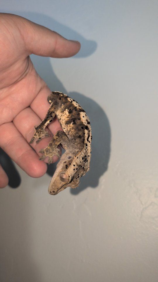 male crested gecko