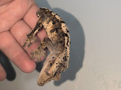 male crested gecko