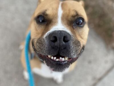 Hello my name is Zeus