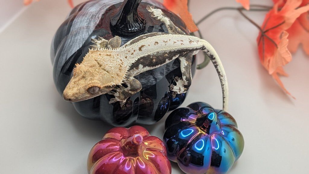 Crested Geckos for Sale!