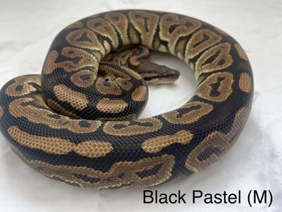 Black Pastel Ball Python (Male)
