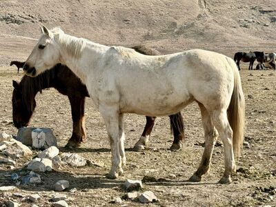 Young Palomino Mare With Draft Cross Foal