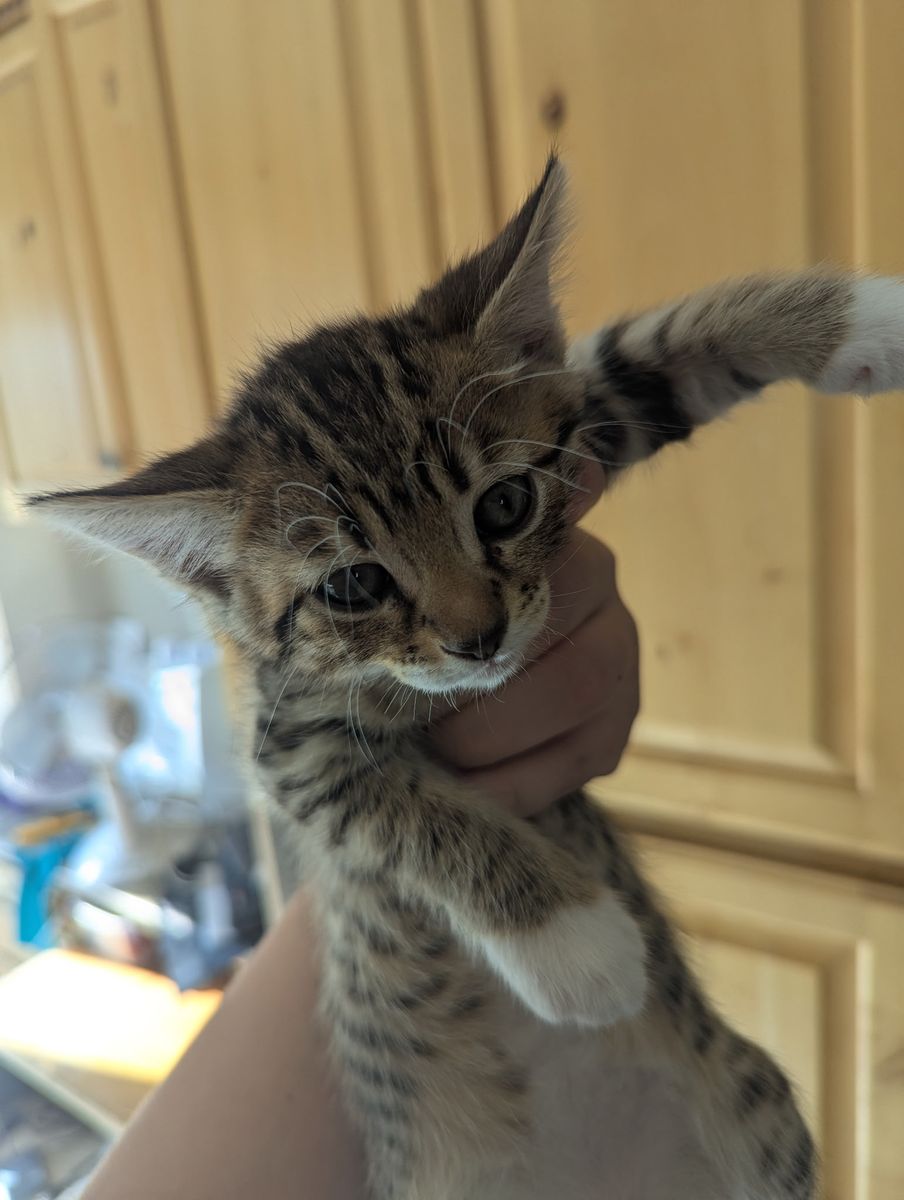 Adorable Kittens Looking for Their Forever Homes!