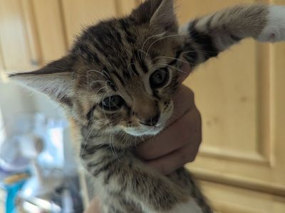 Adorable Kittens Looking for Their Forever Homes!
