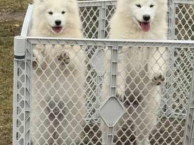 AKC Samoyed Puppy - 1 Female Left