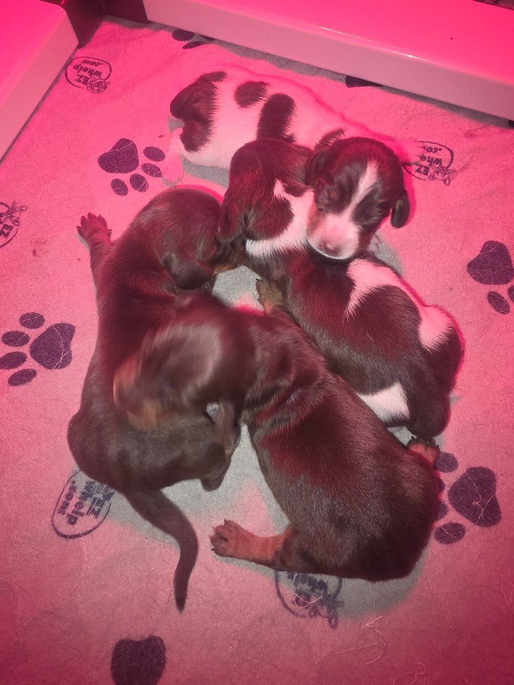 AKC Dachshunds 