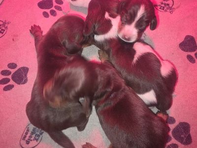 AKC Dachshunds