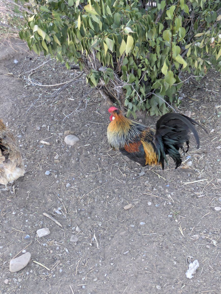 Chicken: Icelandic Rooster