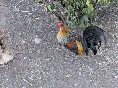 Chicken: Icelandic Rooster