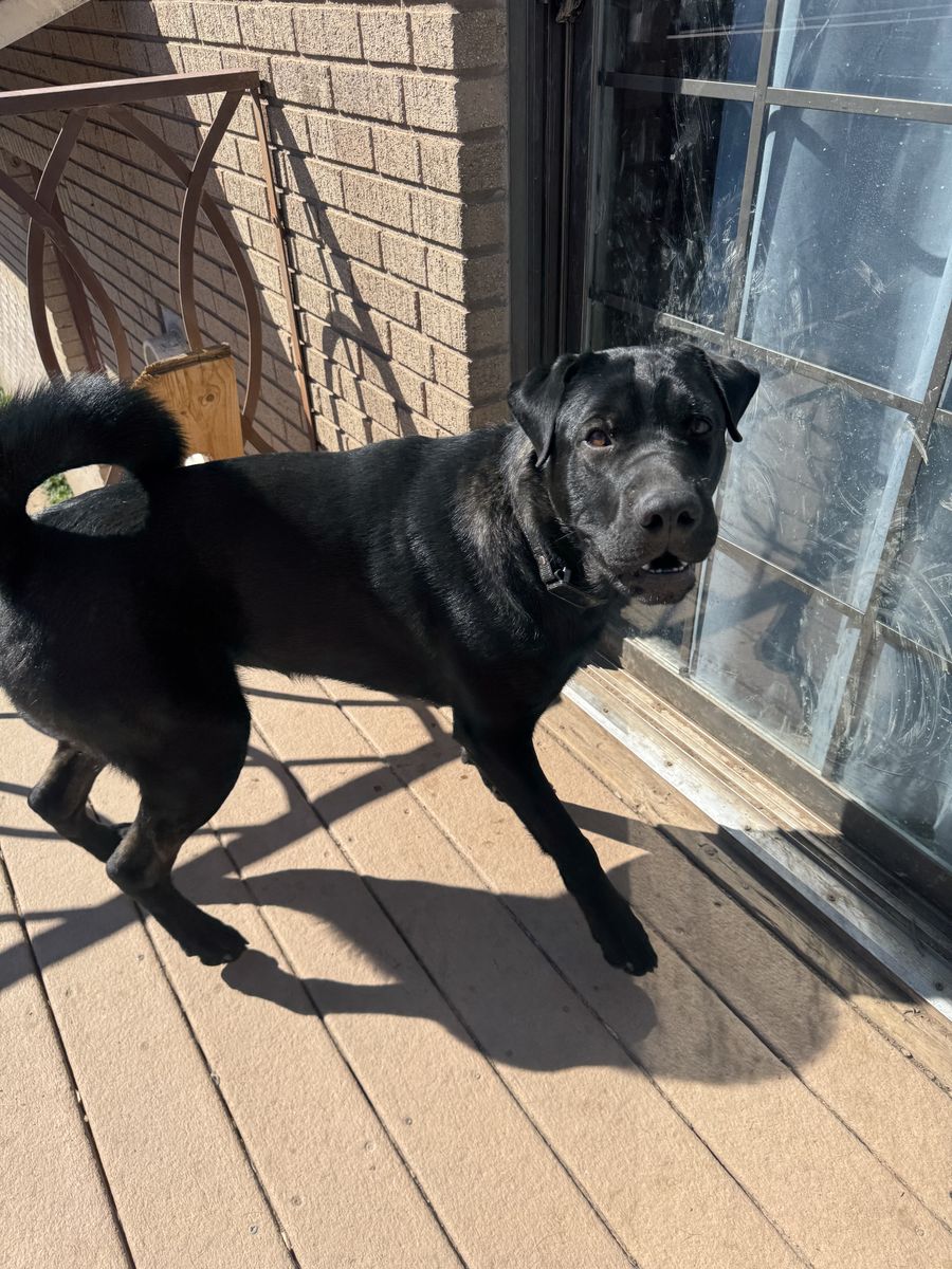 Looking for forever home