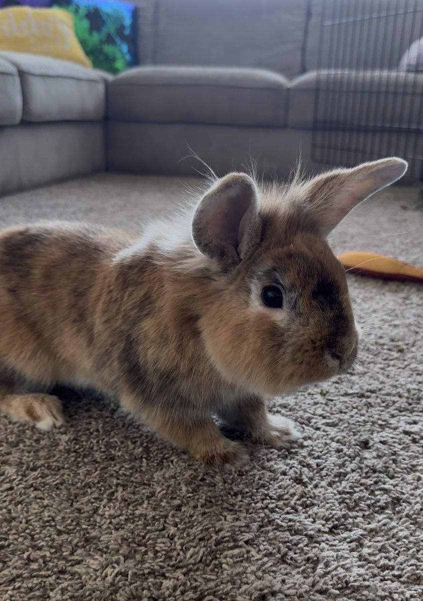Free darling rescue rabbit