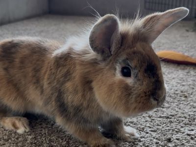 Free darling rescue rabbit