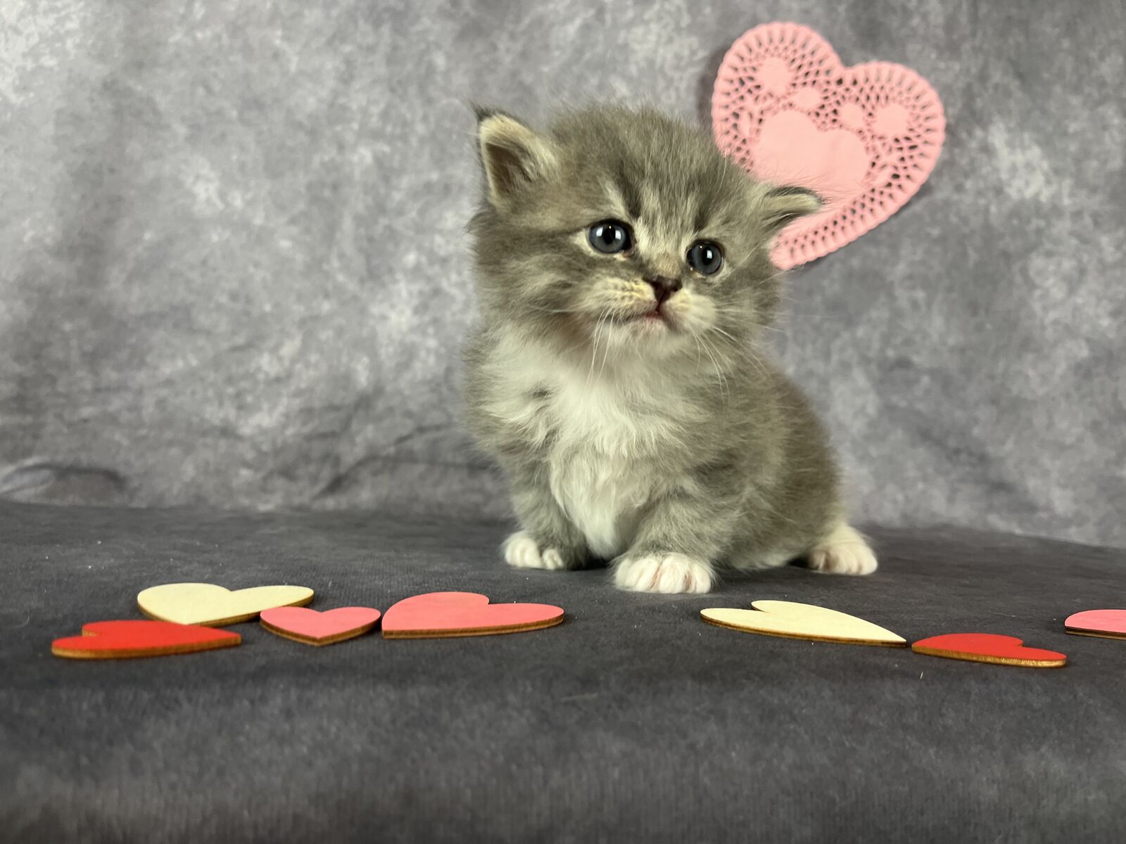 Adorable "hypoallergenic" Siberian Forest and Neva Masquerade Kittens