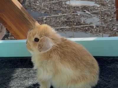 Holland Lop Buck