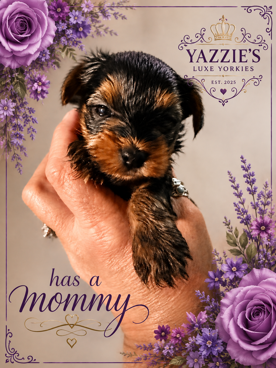 AKC Registered Yorkshire Terrier Puppies with Breeding Rights