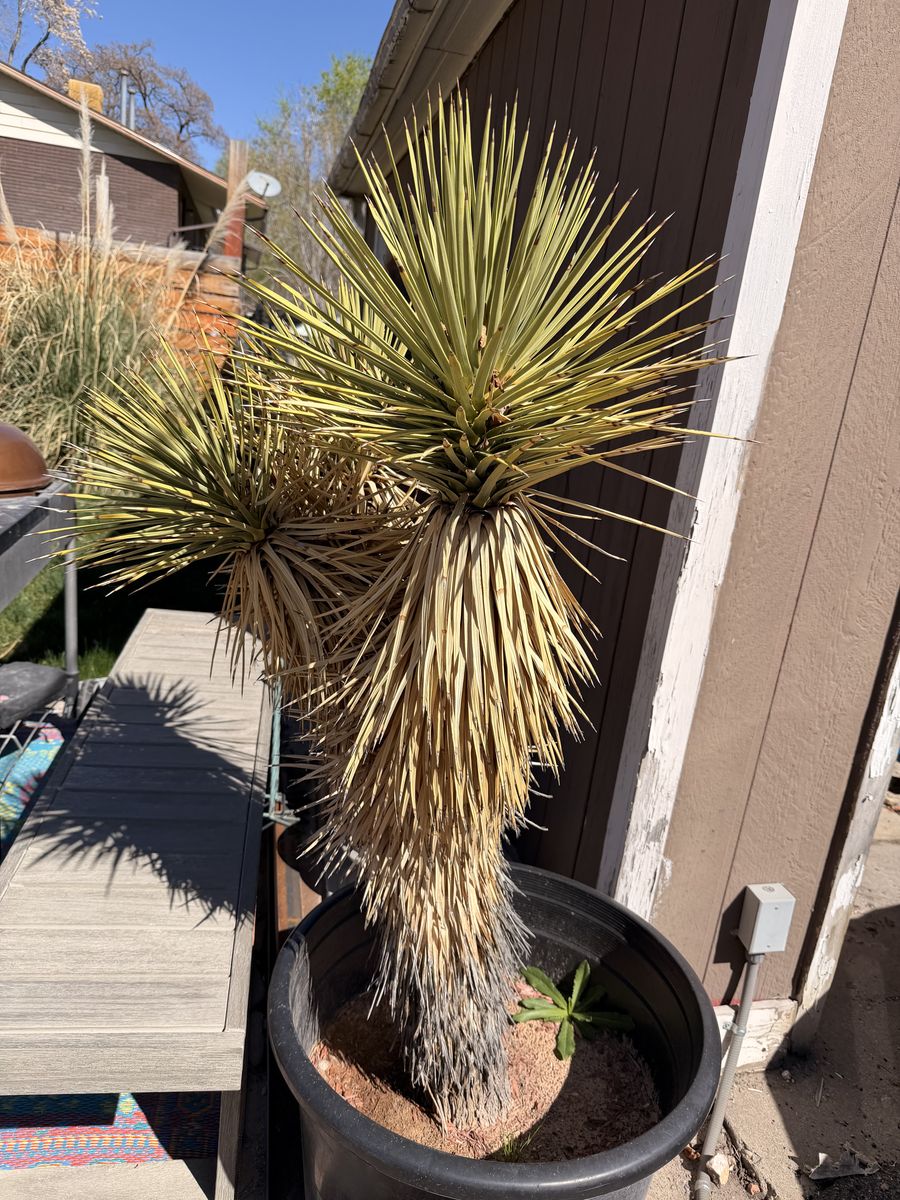 Mature Joshua Tree In Pot