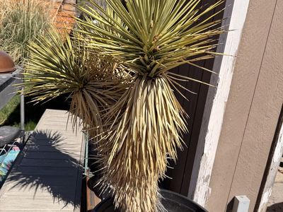Mature Joshua Tree In Pot