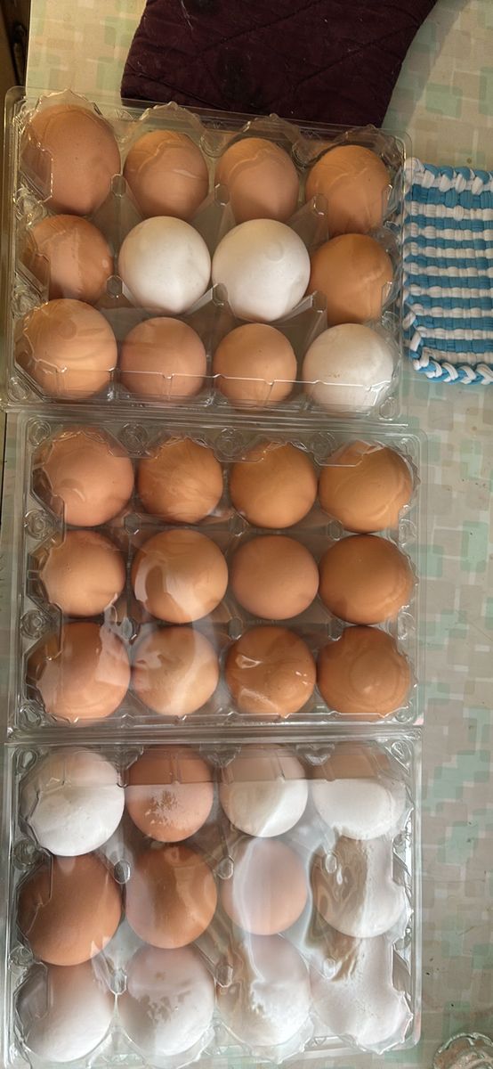 Fresh eggs