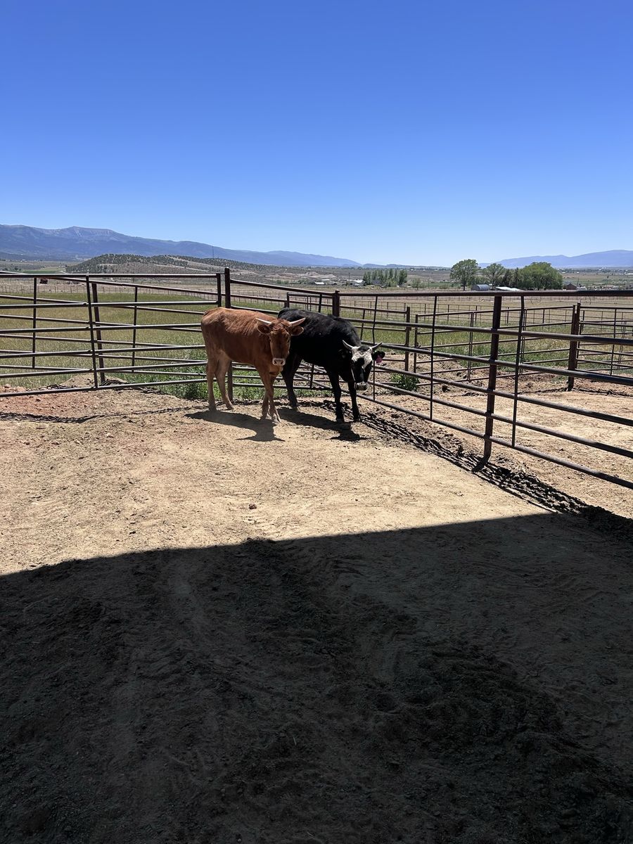 Corriente heifer’s